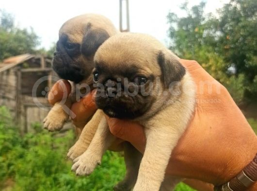 Pug Mobs Yavrular görsel