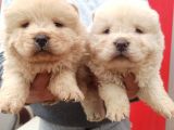 Chow Chow Bebekler