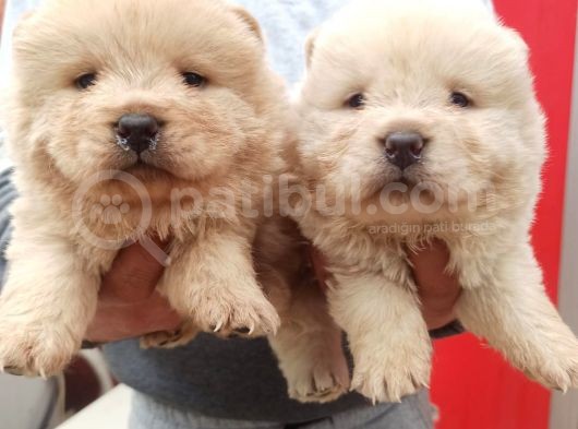 Chow Chow Bebekler