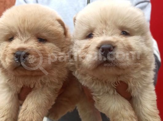 Chow Chow Bebekler görsel