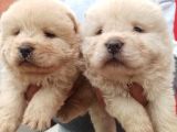 Chow Chow Bebekler