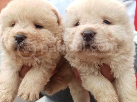 Chow Chow Bebekler görsel