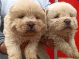 Chow Chow Bebekler