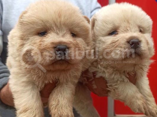 Chow Chow Bebekler görsel