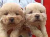 Chow Chow Bebekler