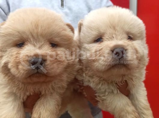 Chow Chow Bebekler görsel