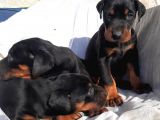 Doberman Erkek Ve Disi King Yavrular