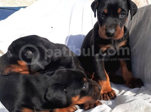 Doberman Erkek Ve Disi King Yavrular görsel