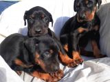 Doberman Erkek Ve Disi King Yavrular