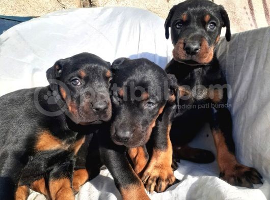 Doberman Erkek Ve Disi King Yavrular