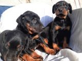 Doberman Erkek Ve Disi King Yavrular