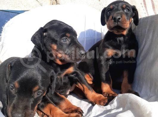 Doberman Erkek Ve Disi King Yavrular görsel
