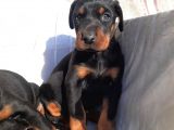 Doberman Erkek Ve Disi King Yavrular