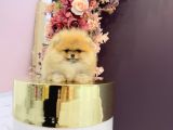 Pomerani̇an Boo Yavrulari