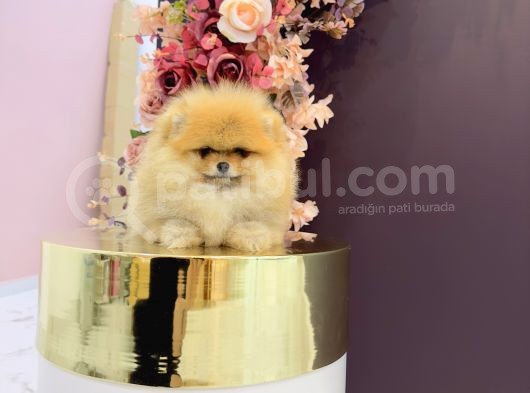 Pomerani̇an Boo Yavrulari görsel