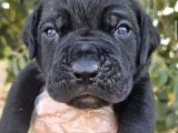 Cane Corsa Bebeğim