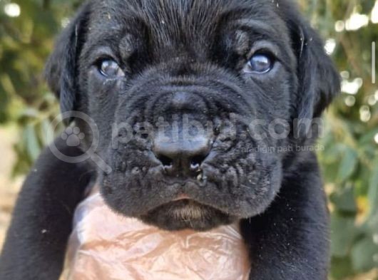 Cane Corsa Bebeğim