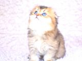 Pamuk Tüylü Kulaksiz Golden Scottish Fold Longhair