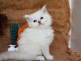 Muhteşem Silver Ns1133 British Longhair