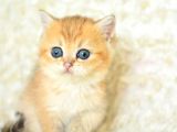Şampi̇yon Soyundan Ny11 Golden Bri̇ti̇sh Shorthai̇r