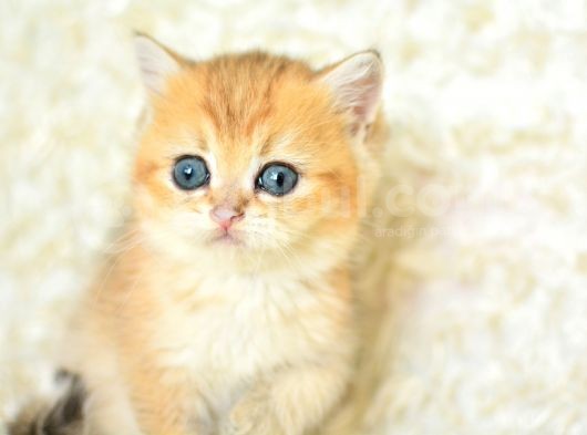 Şampi̇yon Soyundan Ny11 Golden Bri̇ti̇sh Shorthai̇r görsel