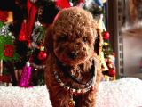 Orjinal Toy Poodle
