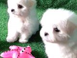 2 Aylık Dişi Korekan Maltese Yavru