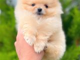 Teddy Bear Pomerani̇an Boo Yavrular
