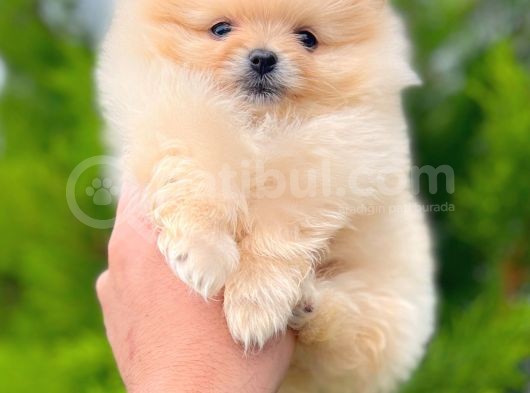 Teddy Bear Pomerani̇an Boo Yavrular görsel