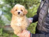 Orji̇nal Malti̇poo Di̇zayn Irk Bebekler