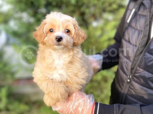 Orji̇nal Malti̇poo Di̇zayn Irk Bebekler görsel