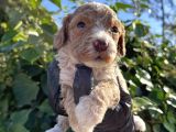 Mükemmel Maltipoo Bebekler