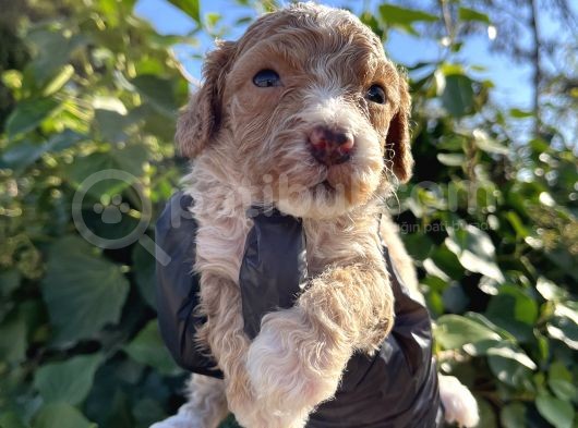 Mükemmel Maltipoo Bebekler görsel