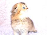 Pamuk Tüylü Kulaksiz Golden Scottish Fold Longhair