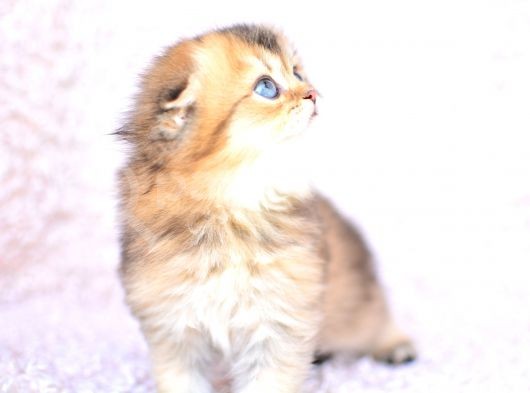 Pamuk Tüylü Kulaksiz Golden Scottish Fold Longhair görsel