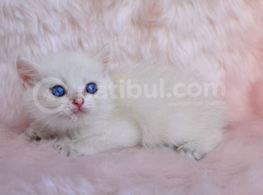 Cam Gözlü Ns1133 British Shorthair görsel