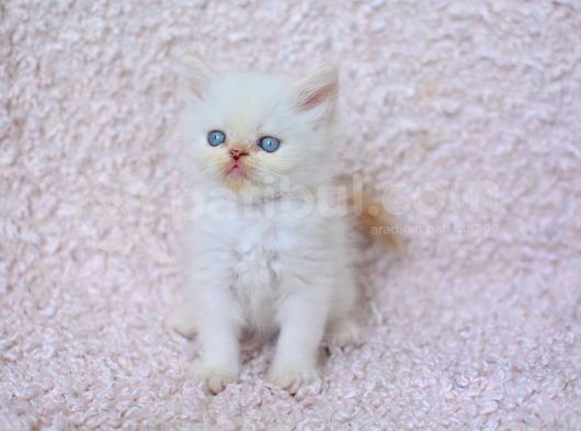 Mükemmel Red Point Chinchilla Yavrumuz görsel