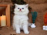 Muhteşem Silver Ns1133 British Longhair
