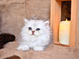 Mavi̇ş Silver Ns11 British Longhair