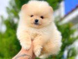 Teddy Bear Pomerani̇an Boo Yavrular