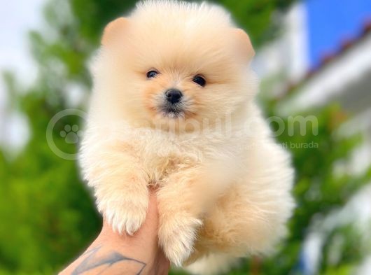 Teddy Bear Pomerani̇an Boo Yavrular görsel