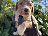 Mükemmel Maltipoo Bebekler
