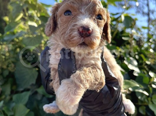 Mükemmel Maltipoo Bebekler görsel
