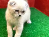 Sifir Kulak Yuvarlak Kafa Lynx Point Scottish Fold Yavrumuz