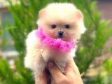 Teacup Pomerani̇an Boo Bebekler