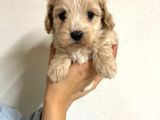 Orji̇nal Malti̇po Yavrular