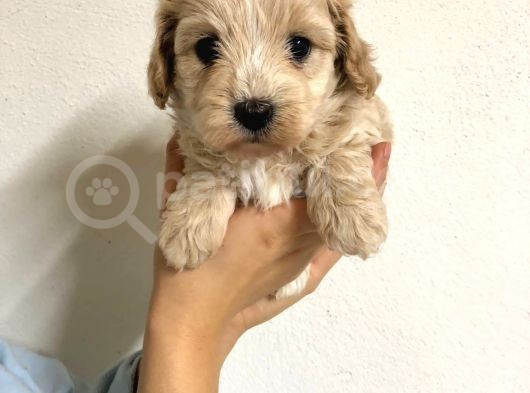 Orji̇nal Malti̇po Yavrular görsel
