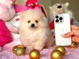 Teacup Pomerani̇an Boo Bebekler