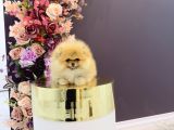 Pomerani̇an Boo Yavrulari