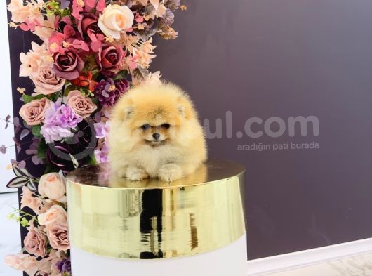 Pomerani̇an Boo Yavrulari